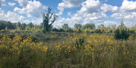 Self Creek, Starkville, MS 39759